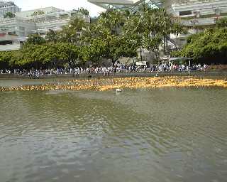 Picture Honolulu Hawaii Ala Wai Canal Plastic Duck Race